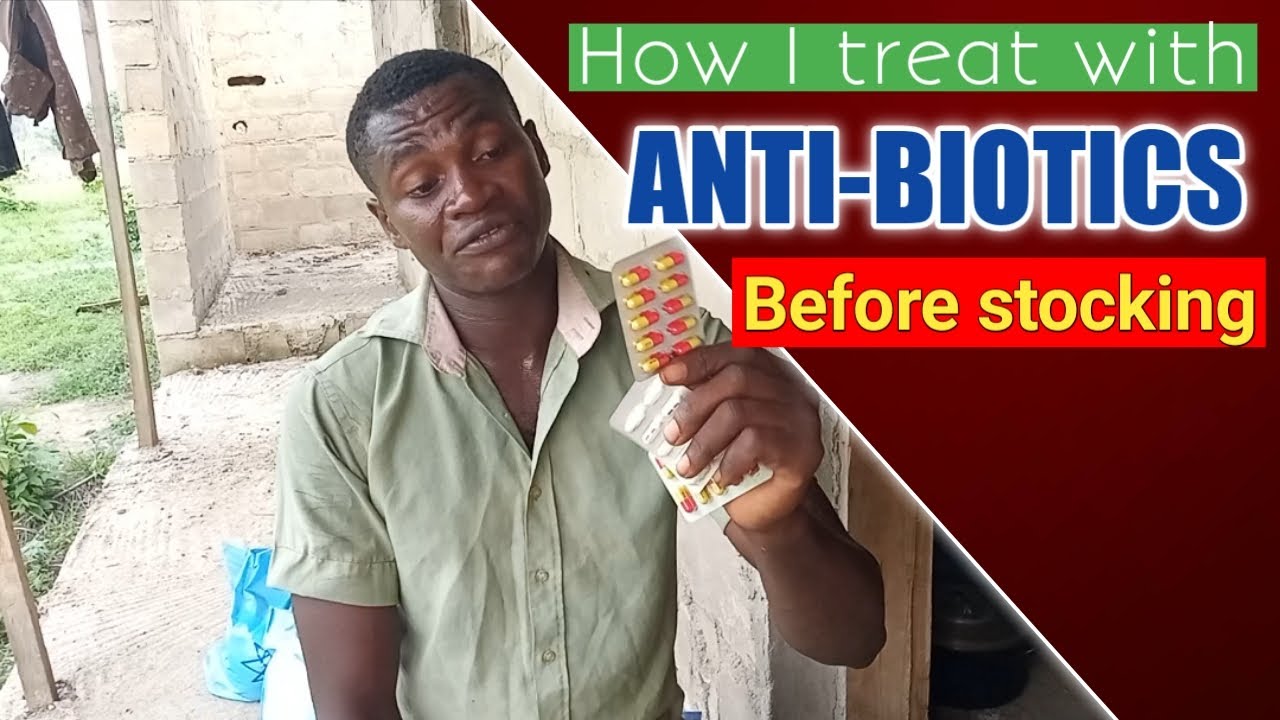 How to treat with antibiotics before stocking baby catfish || How to treat catfish in Nigeria