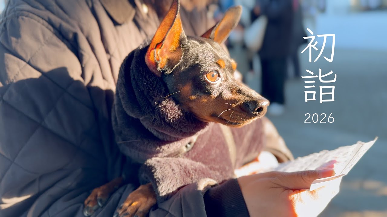 2026年ちょっと遅めの初詣｜佐野厄除け大師｜夫婦と愛犬で厄除けしてきました