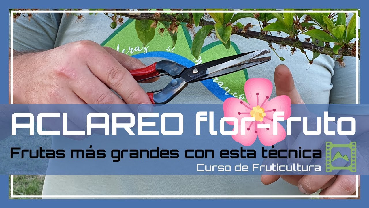 💚 Poda de ACLAREO en Flores 🌷 y Frutos 🍒🌳🍑 [Capítulo 34] Curso básico de FRUTICULTURA 2021 | LdN