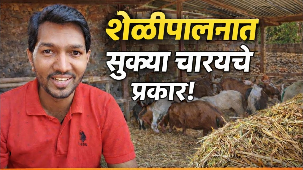 कोकणात शेळीपालनासाठी सुक्या चाऱ्याचे प्रकार | संपूर्ण माहिती 