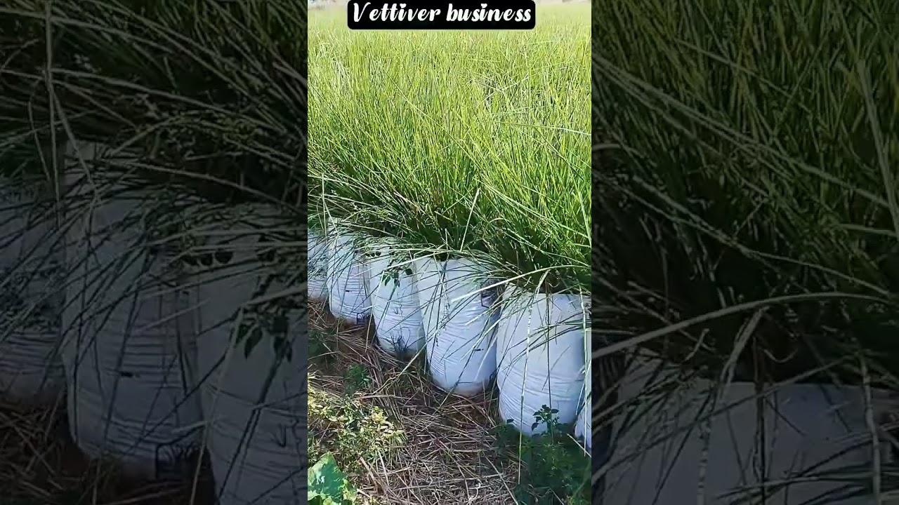 vettiver business and science prodat 