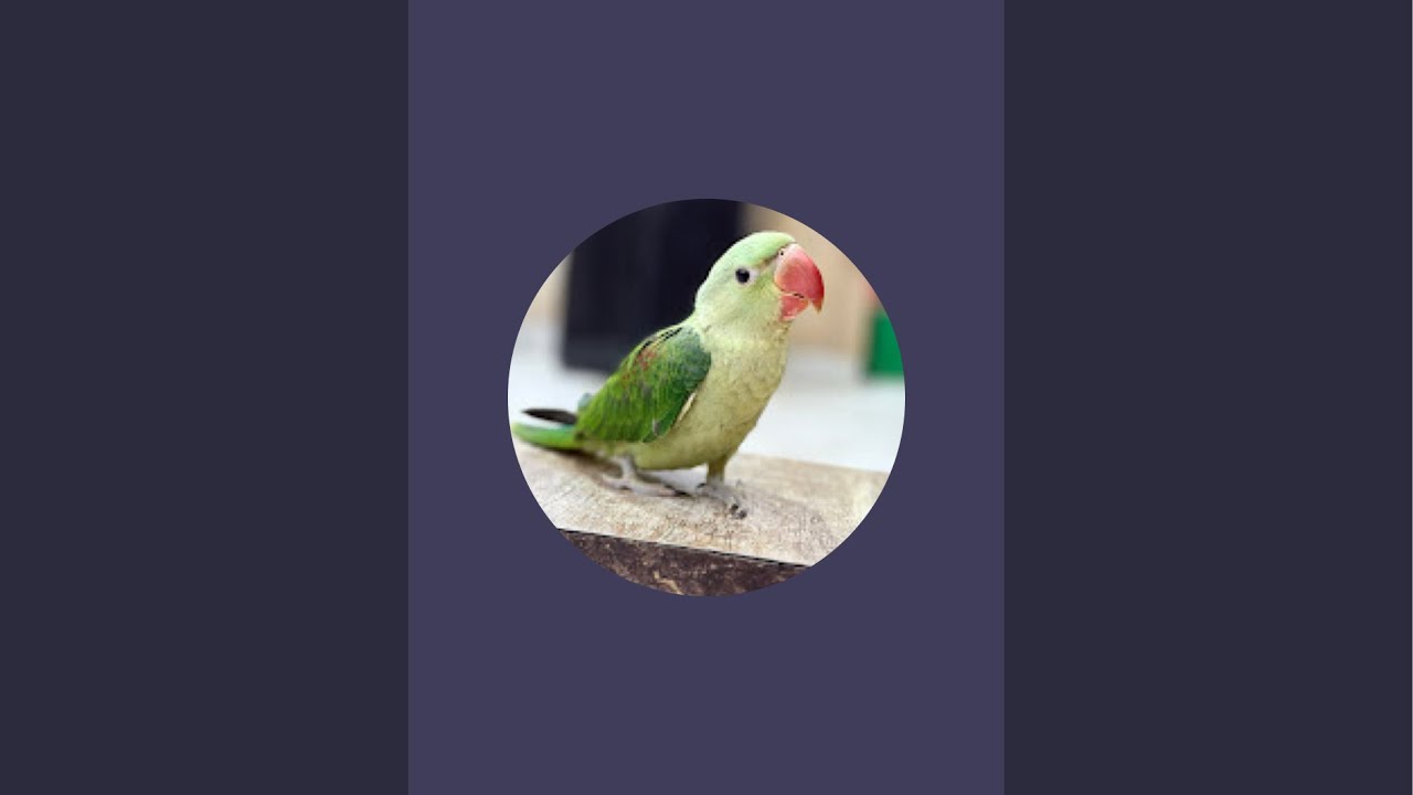 Kookie zone 0085 #like#cutebird#shorts
