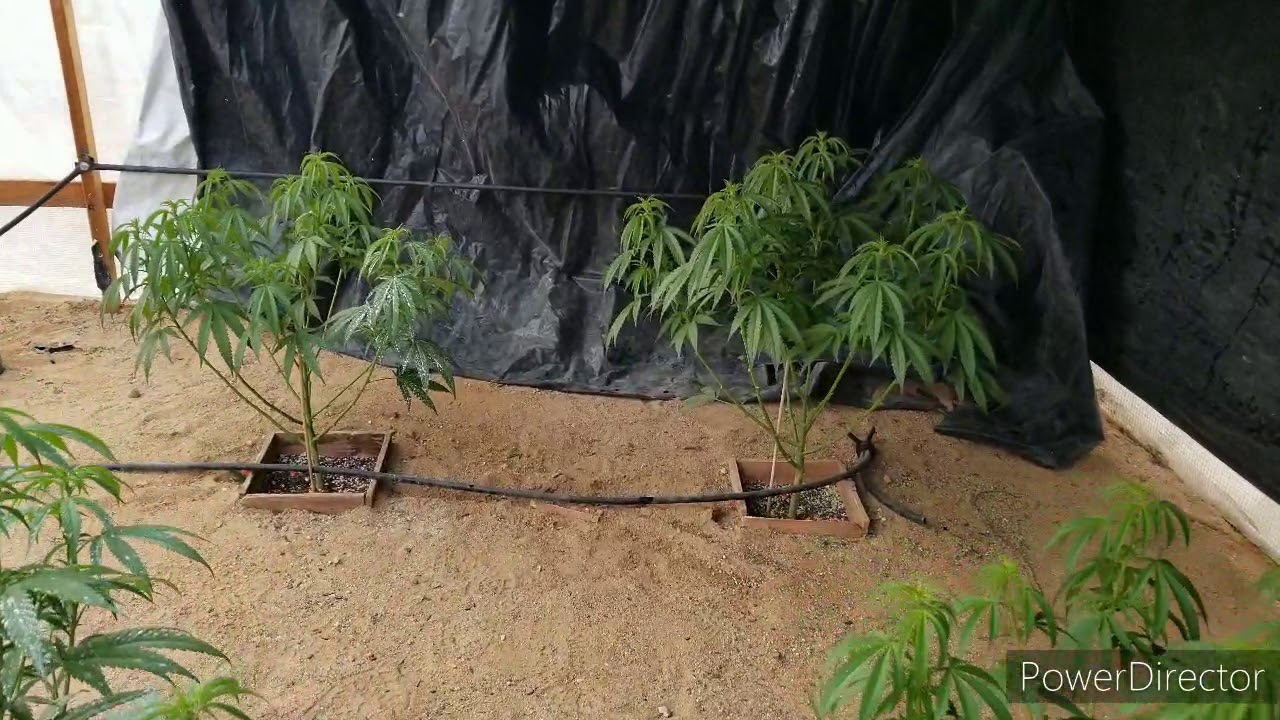 Sounthern cali outdoor cannabis update 5