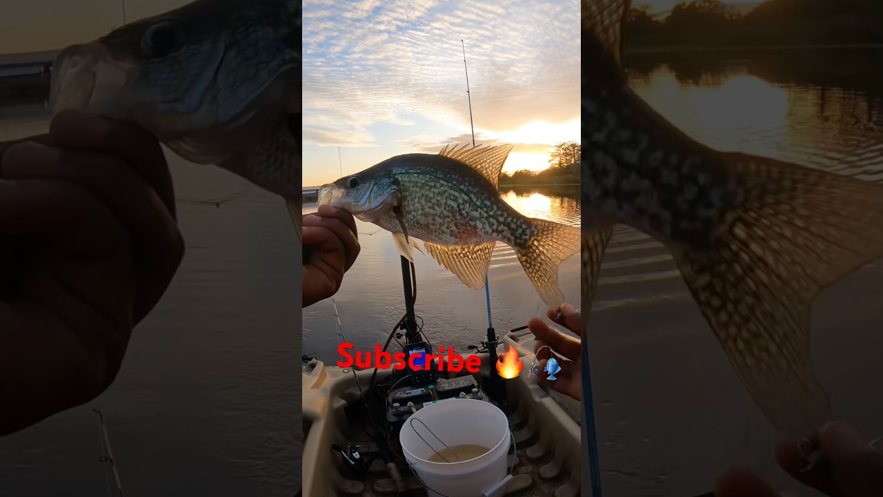 Jig Catches Crappie 🔥🔥🎣 