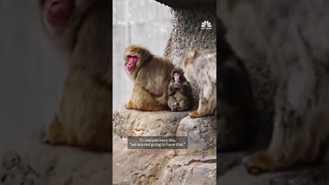 Punch the monkey, initially an outcast, finds some friends