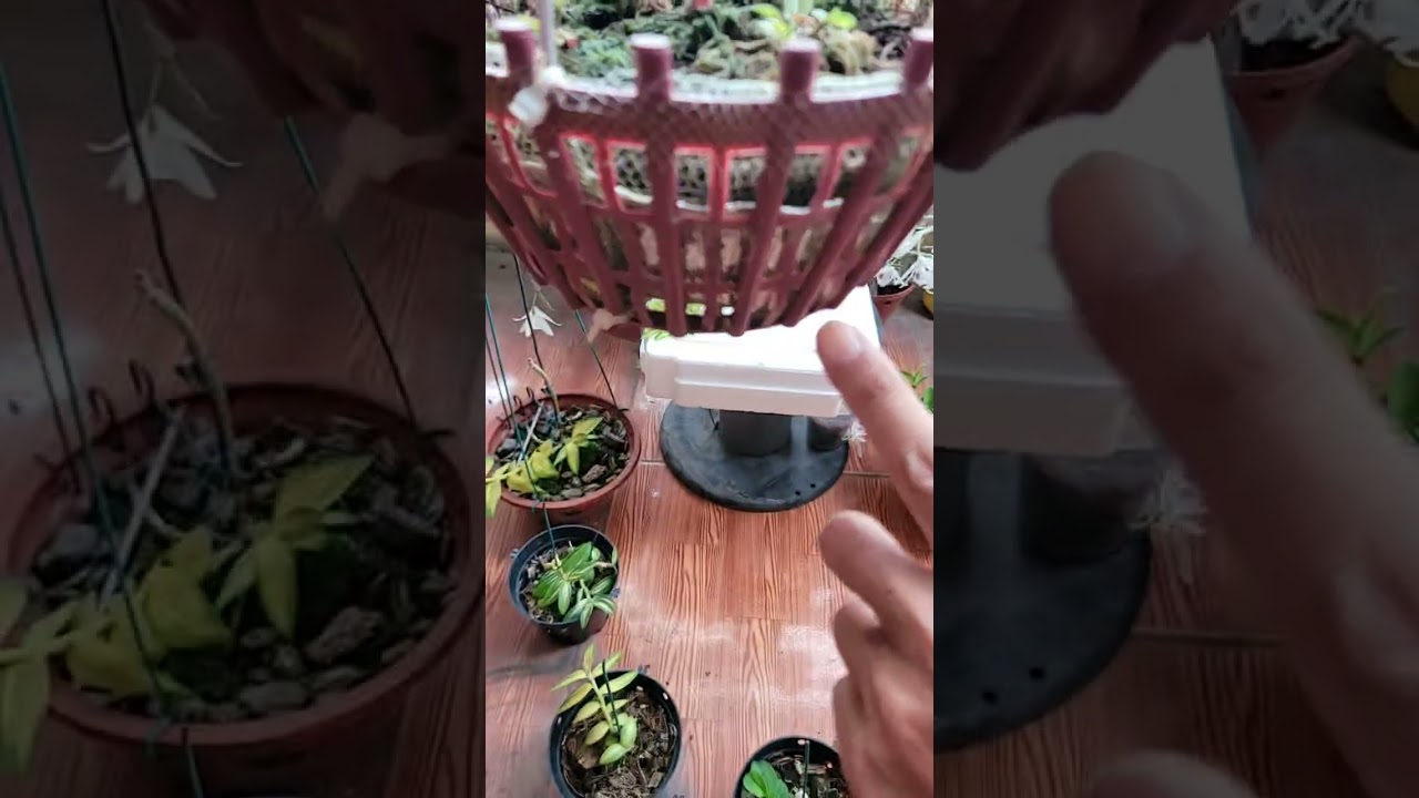 Cảnh nổi bật từ buổi ph&aacute;t trực tiếp