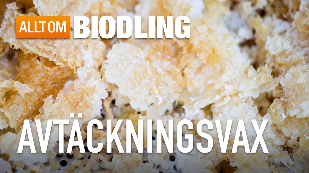 Avtäckningsvax - hantering och användning - Bivax
