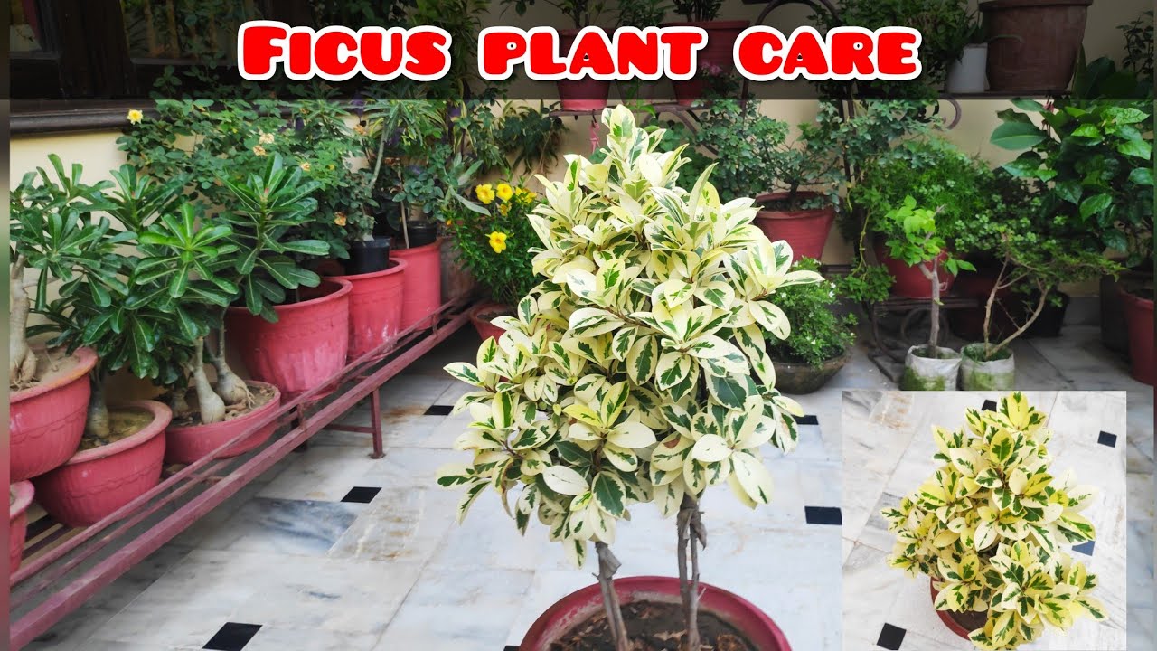 Care of Starlight ficus, ficus paudhe ki dekhbhal aur propagation