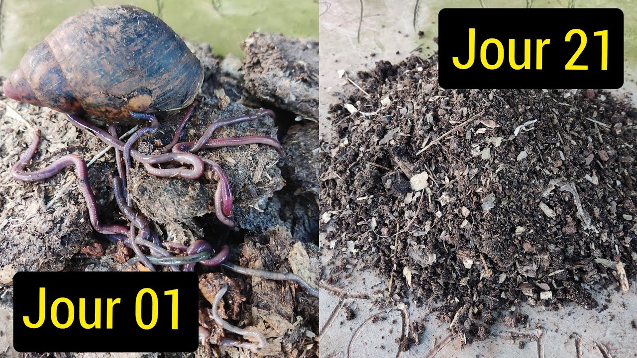 Compost de Fiente de Poule