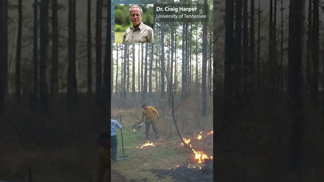 How the timing of prescribed fire affects turkey habitat #wildturkeyscience
