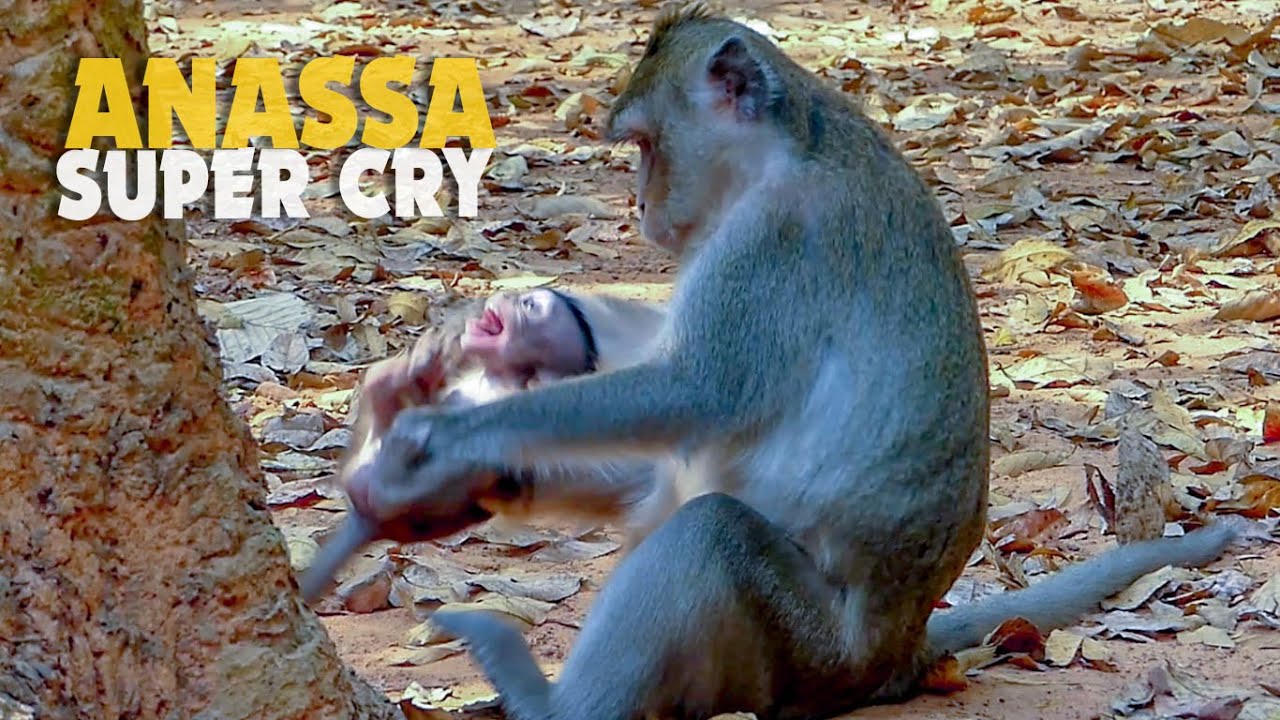 Trillion Pity Poorest Baby Monkey Crying Tantrum Because Mum Anna Mistreat And Not Nursing
