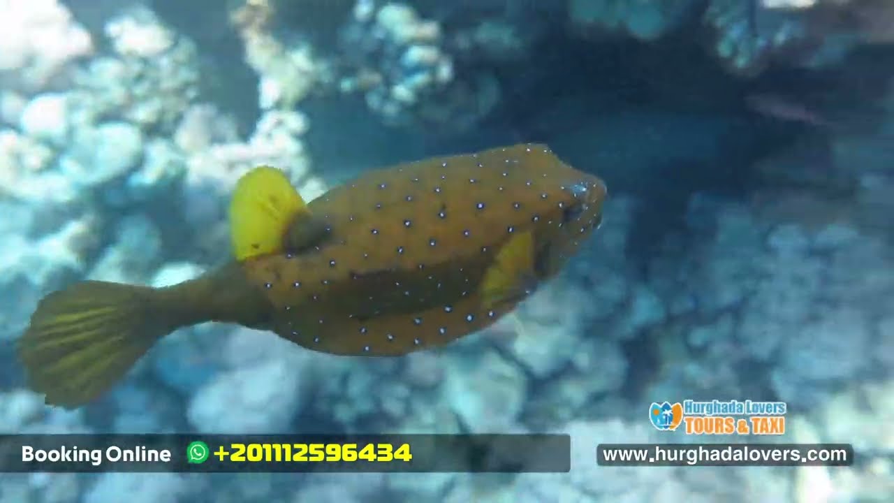 Marine Life in the Red Sea | The Best Most Beautiful & Most Famous FISH SPECIES in Hurghada Egypt