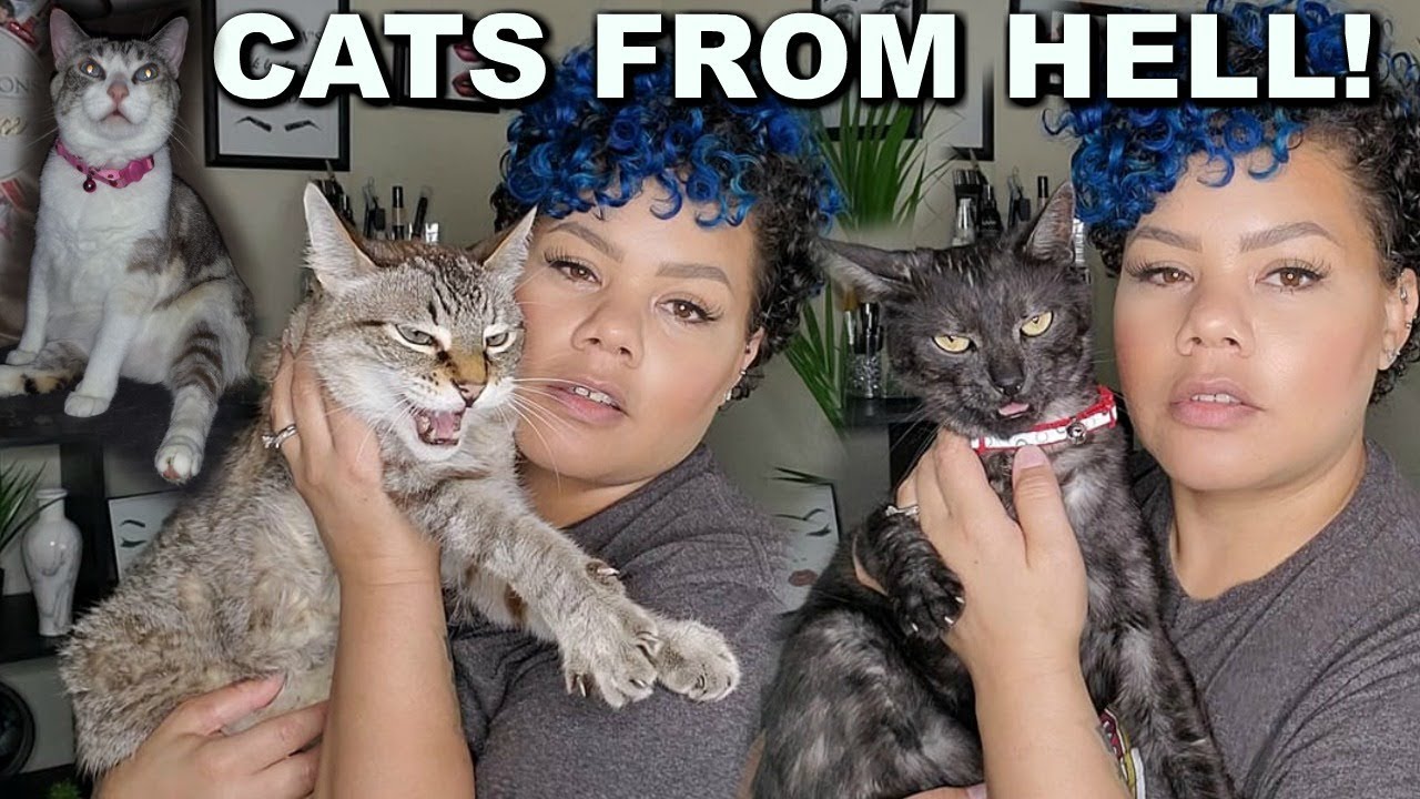 MEET MY CATS - I HAVE SO MANY CATS!