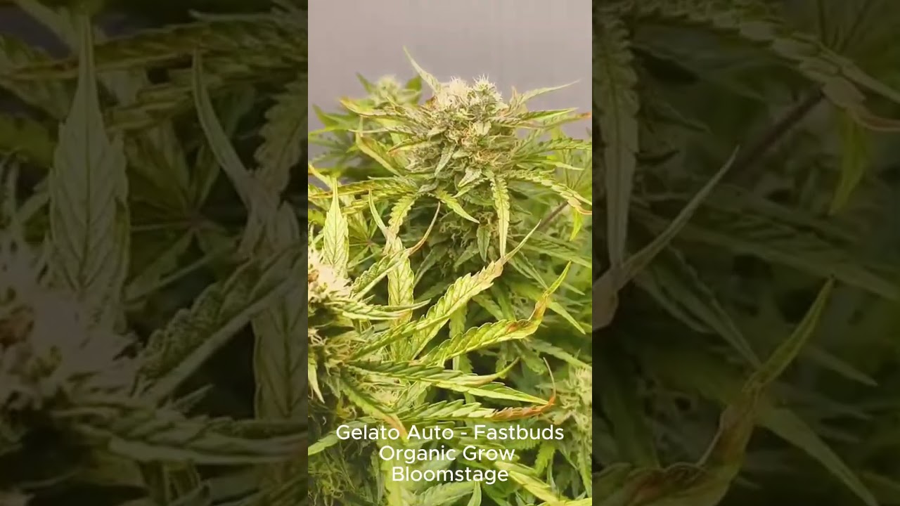 Organic Cannabis Grow 🌱 Gelato Auto | Flowering Stage #shorts