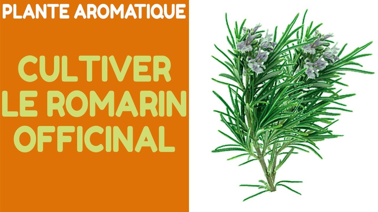 Plante aromatique : La Culture du Romarin Officinal  (Rosmarinus Officinalis)