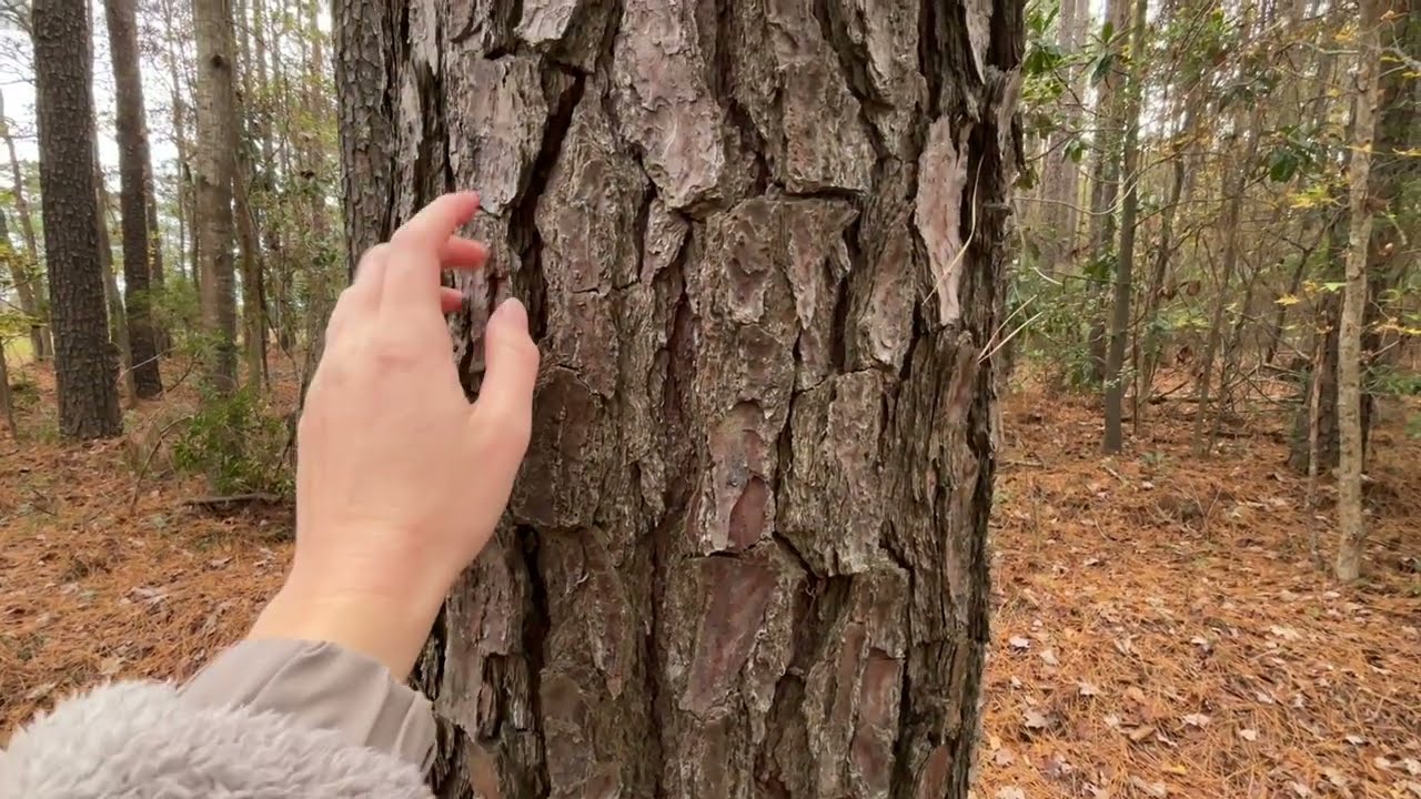 ASMR in the woods 🍁🍂 tingly tree sounds 