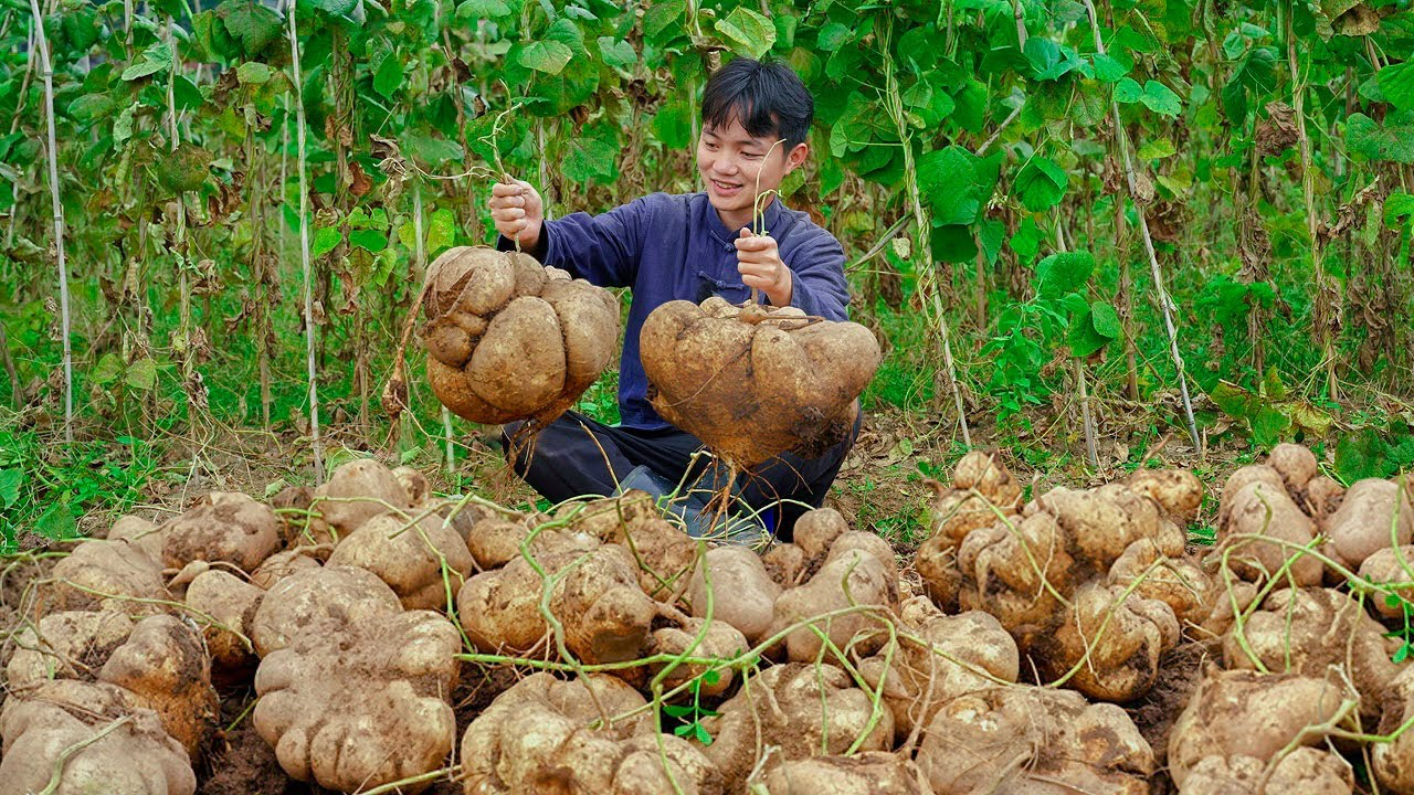 Jicama's cooking techniques and long-term preservation methods｜脱去了外衣露出洁白多汁的身体，入口脆甜嫩爽【凉薯】#jicama