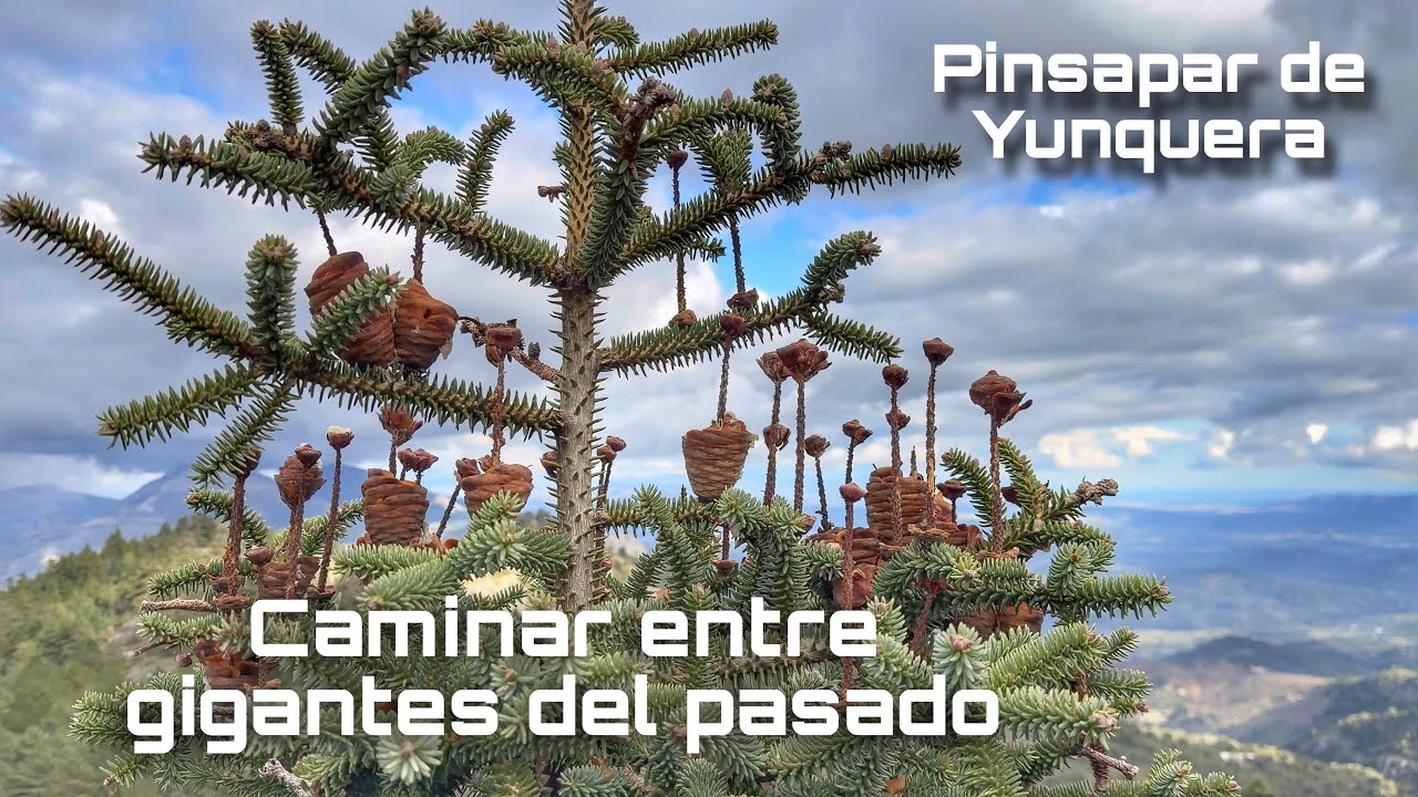 🌲 El pinsapo de Yunquera | El &aacute;rbol de otro tiempo #pinsapo #yunquera #bosque #malaga 