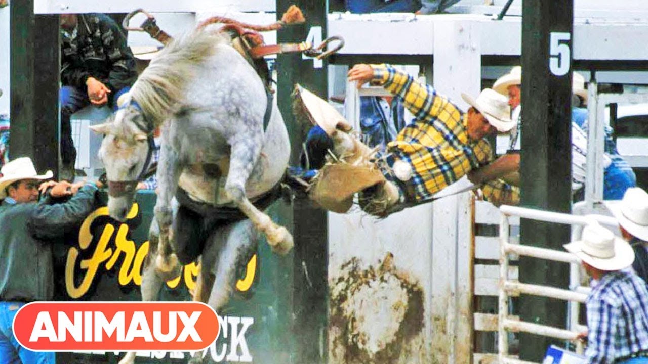 [DOCU] Rodéo: danse avec les chevaux - Animaux