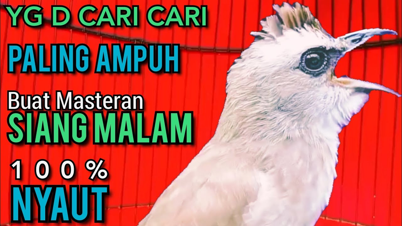 Suara Trucukan YG D CARI CARI ‼️ PALING AMPUH BUAT MASTERAN SIANG MALAM SEKALI DENGAR SEMUA NYAUT ‼️