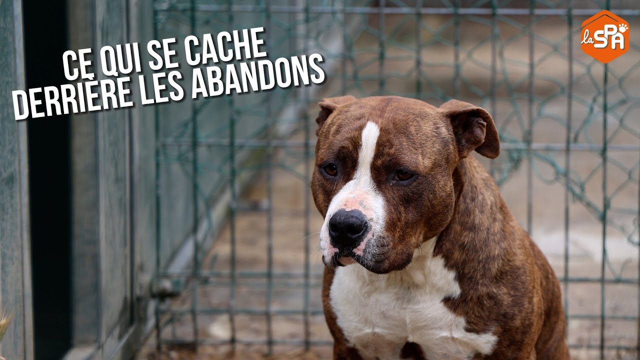 Ce qui se cache derri&egrave;re les abandons en refuge 😞