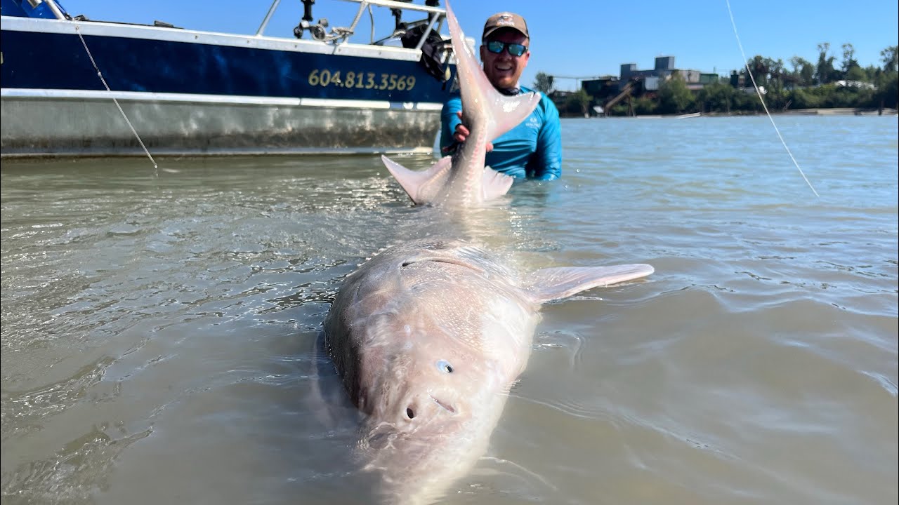 White Sturgeon Fishing Rigs + Setups! The Best Bait To Catch White Sturgeon! Golden Ears Fishing!