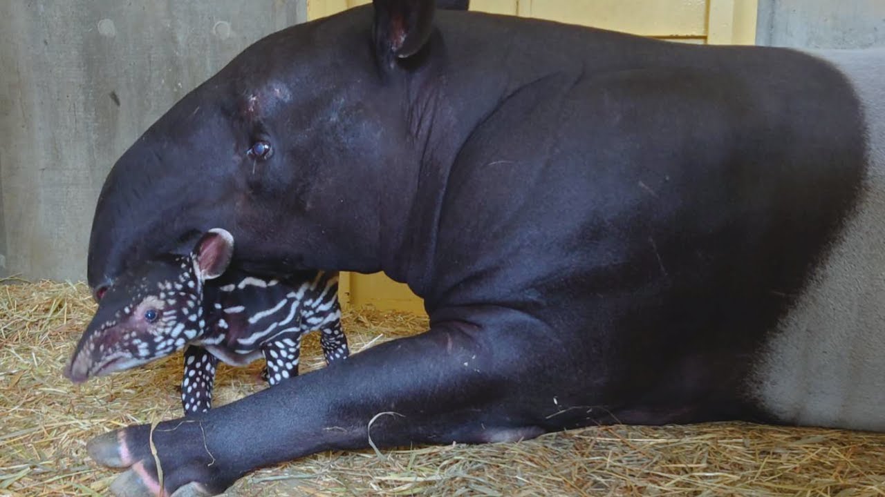出産直後のマレーバク親子　【群馬サファリパーク】Just after Birth of a Malayan tapir