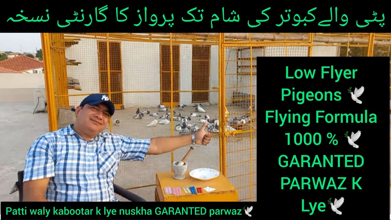 PATTI WALAY kabootar ki SHAM tak PARWAZ ka Nuskha | world Champion Nuskha Advance 1000%  GARANTED