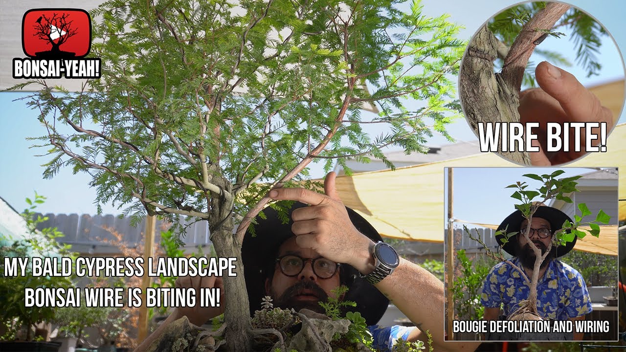 Immediate Action Required: My Bald Cypress Bonsai Wire is Biting IN! - Bonsai-YEAH!