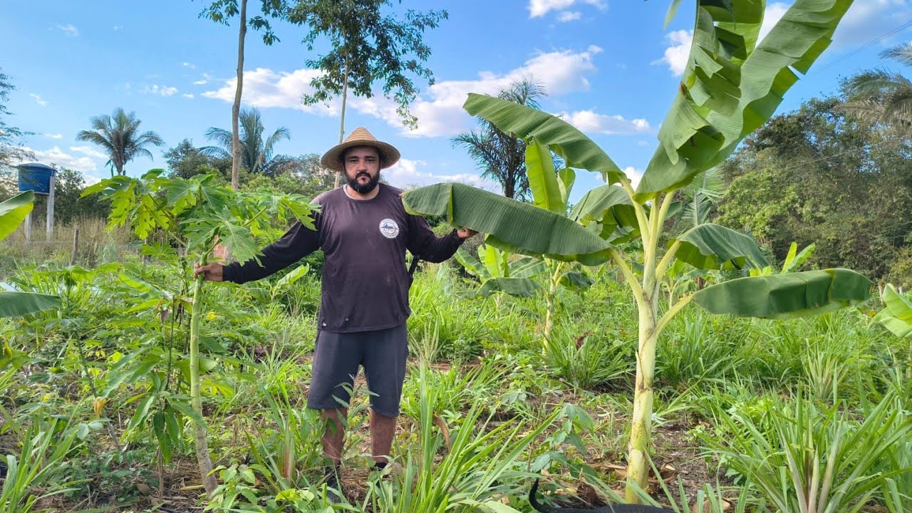 Passo a passo, raiz por raiz&hellip; assim nasceu nossa agrofloresta 🌳🌤️
