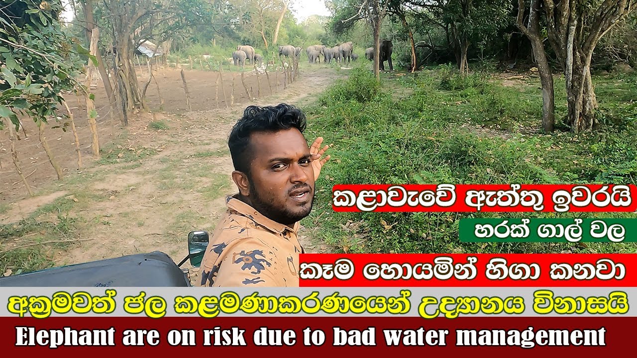 කළාවැව ඇත්තු ඉවරයි ඉන්න තැන් නෑ kalawewa huge elephant gathering destroyed by humans #savewildlife