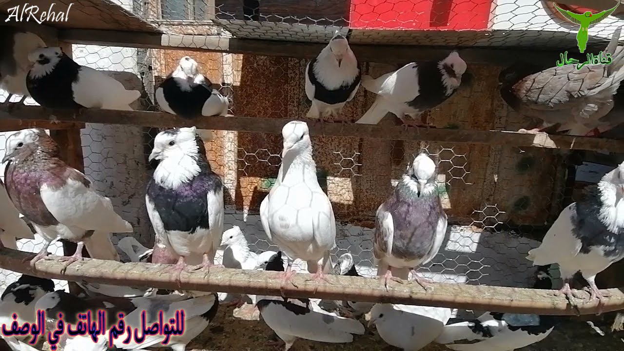 حمام إيراني طاير أصيل حمام أبيض له طوق أحمر وطوق أصفر وأسود حمام الزينة أفضل أنواع الحمام الإيراني