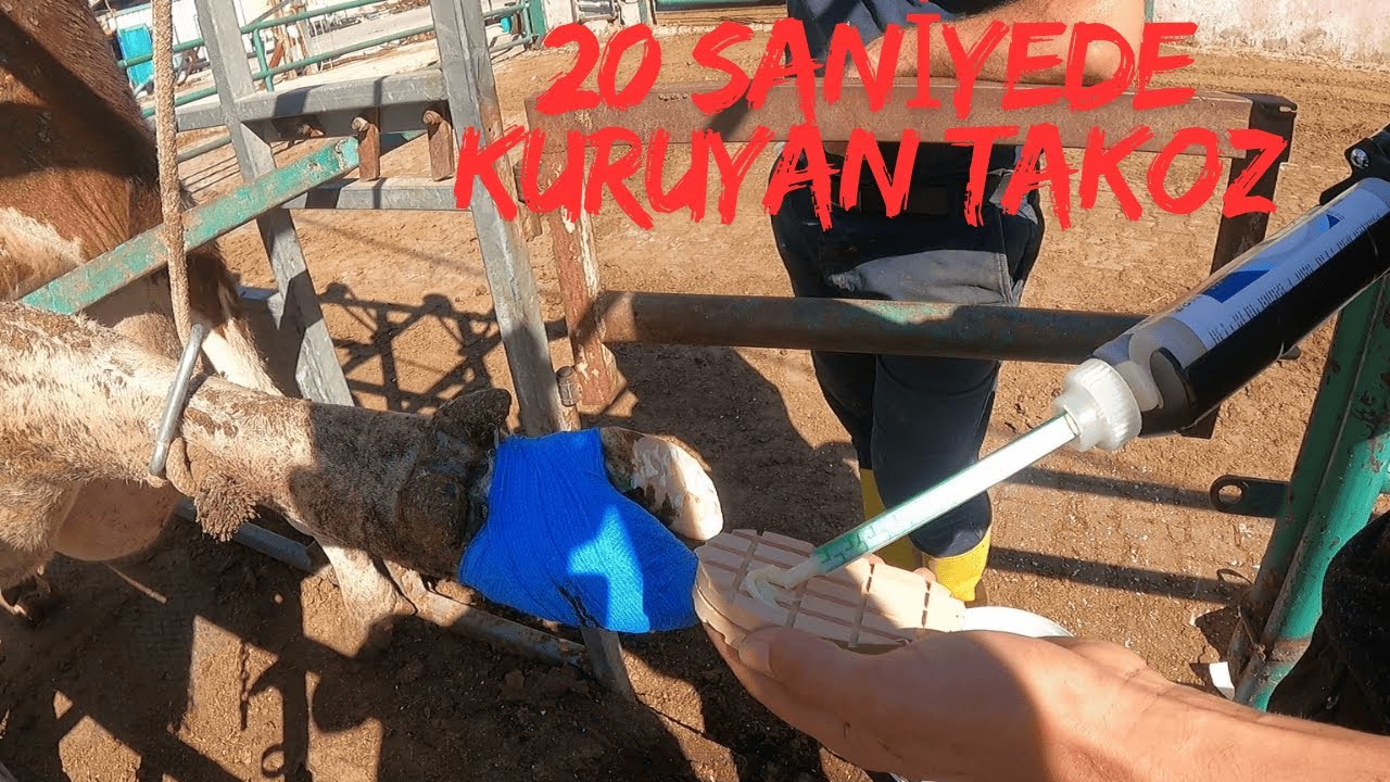 İnek Tırnak Takoz Uygulama / 20 Saniyede Takoz Uygulama / Dedeks Tırnak Takoz Uygulama