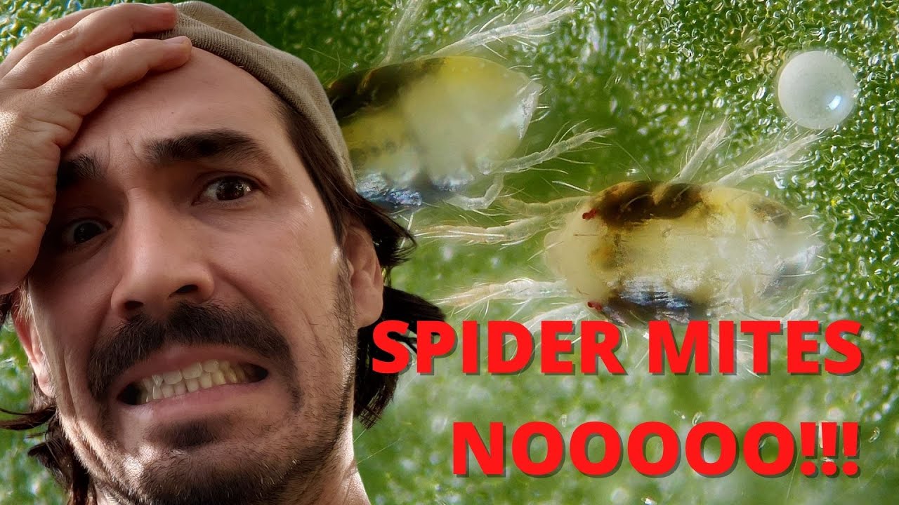 Spider mites - Everything You Need to Know