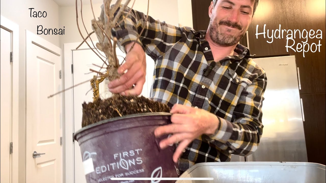 Ep 53 Taco Bonsai Hydrangea Repot Part 1