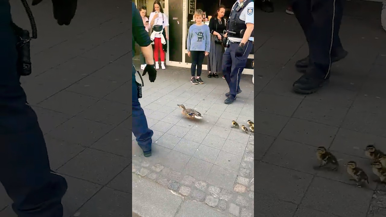 Police Escort Ducklings Across Busy Road