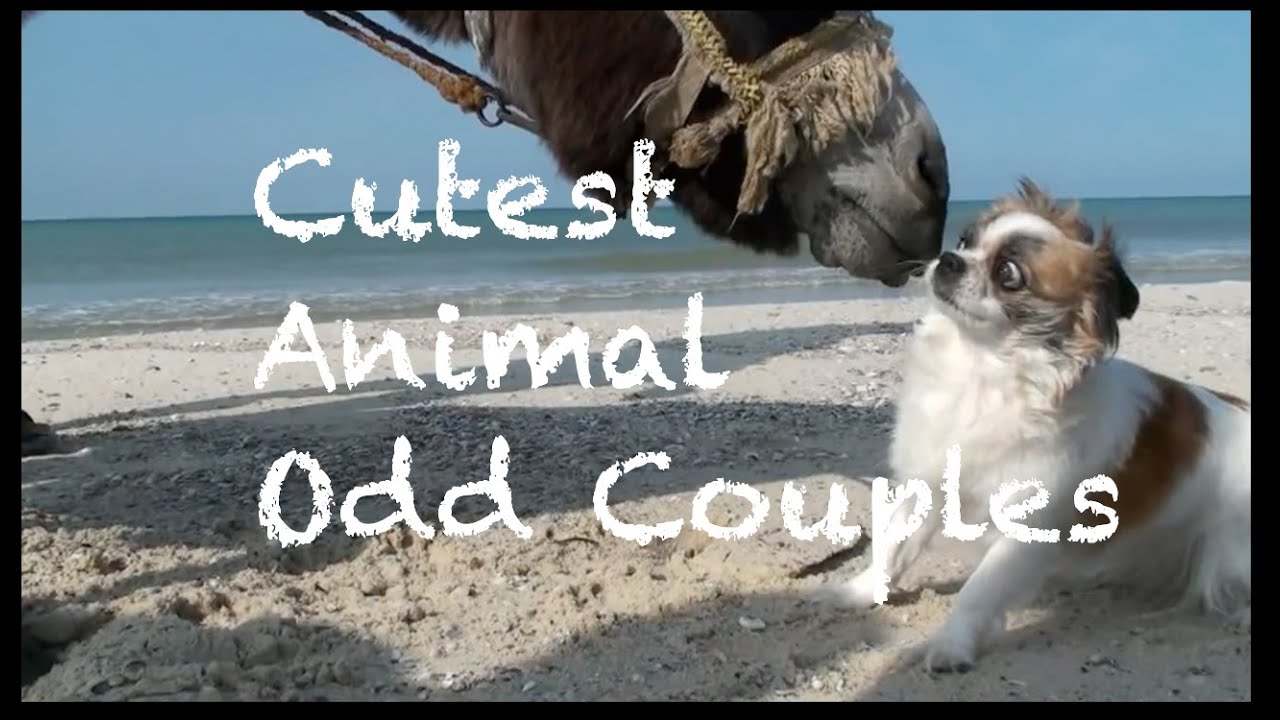 These Animal Odd Couples Prove That Anyone Can Be Best Friends