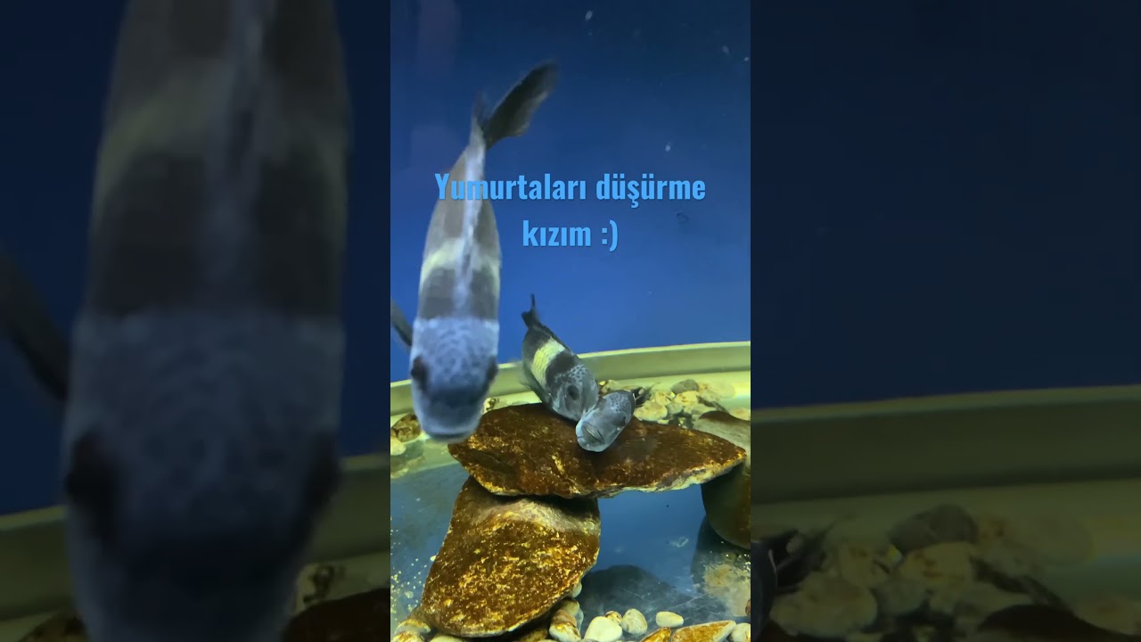 Bizimkisi bir aşk hikayesi #akvaryum #maswa #tropheus #hobby #duboisimaswa #love