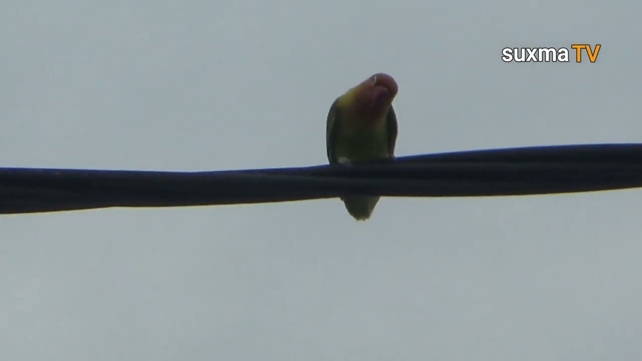 MENANGKAP BURUNG LOVE BIRD LEPAS