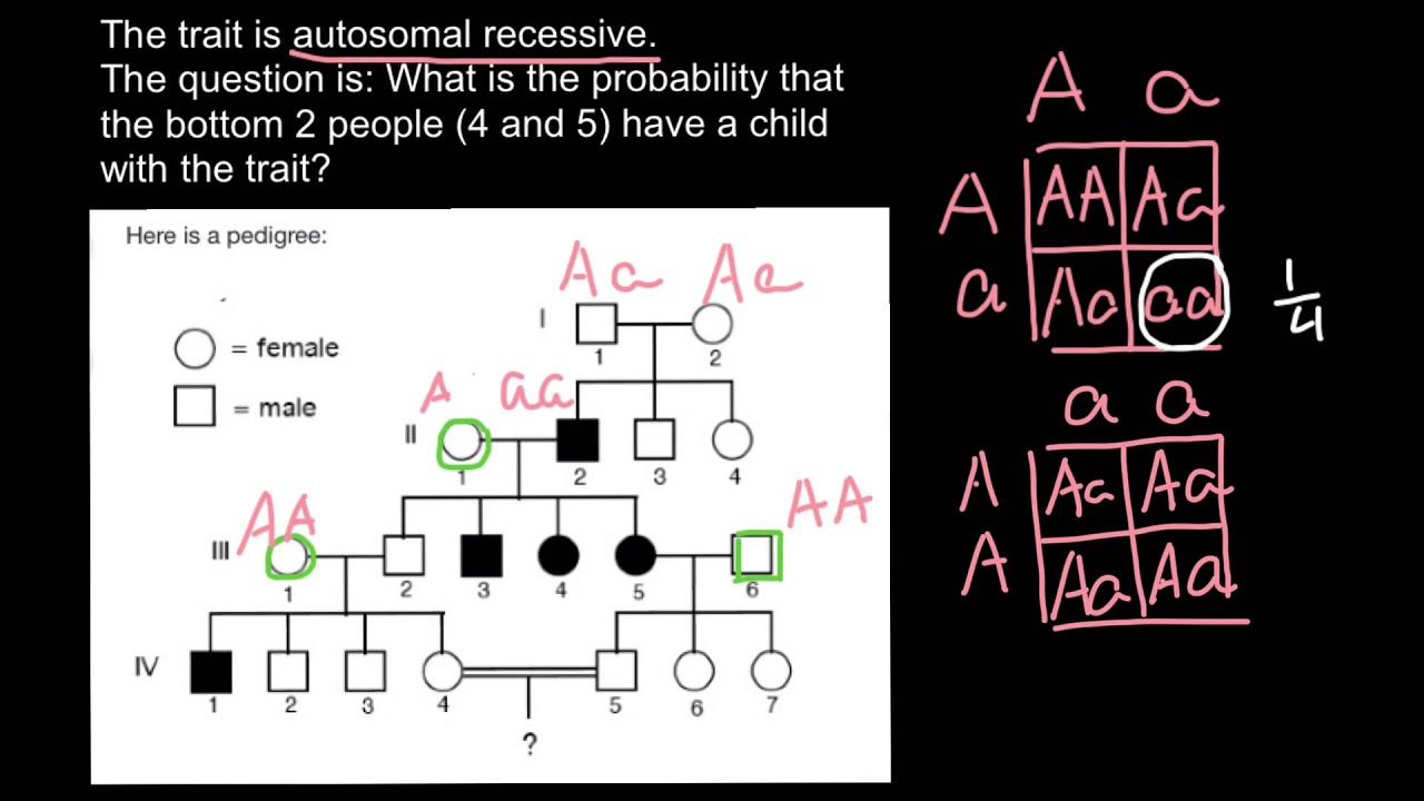 How to solve pedigree probability problems