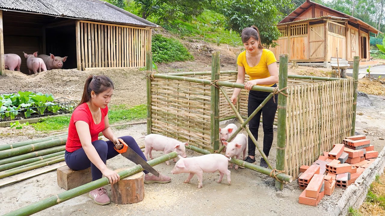 Timelapse - Building a Bamboo Pigsty, Raising Pigs & Bushcraft Farming