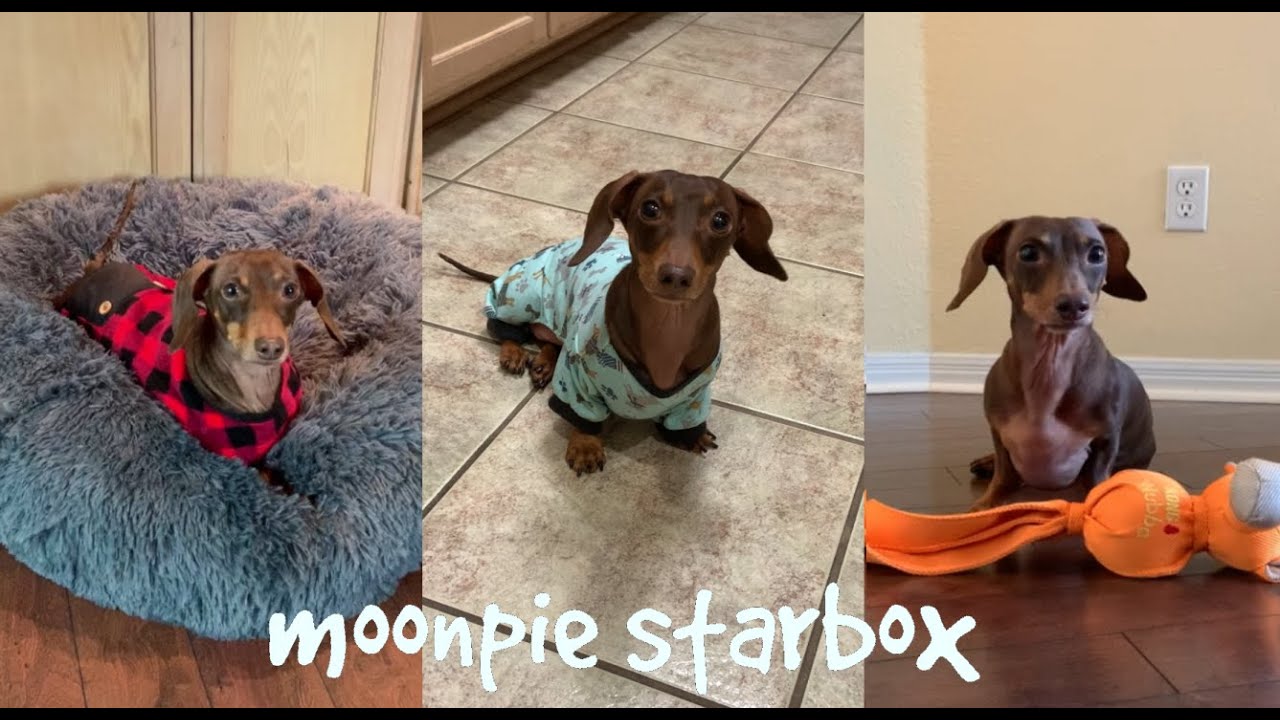 Chapter 6:  Moonpie Starbox Tik Tok Compilation