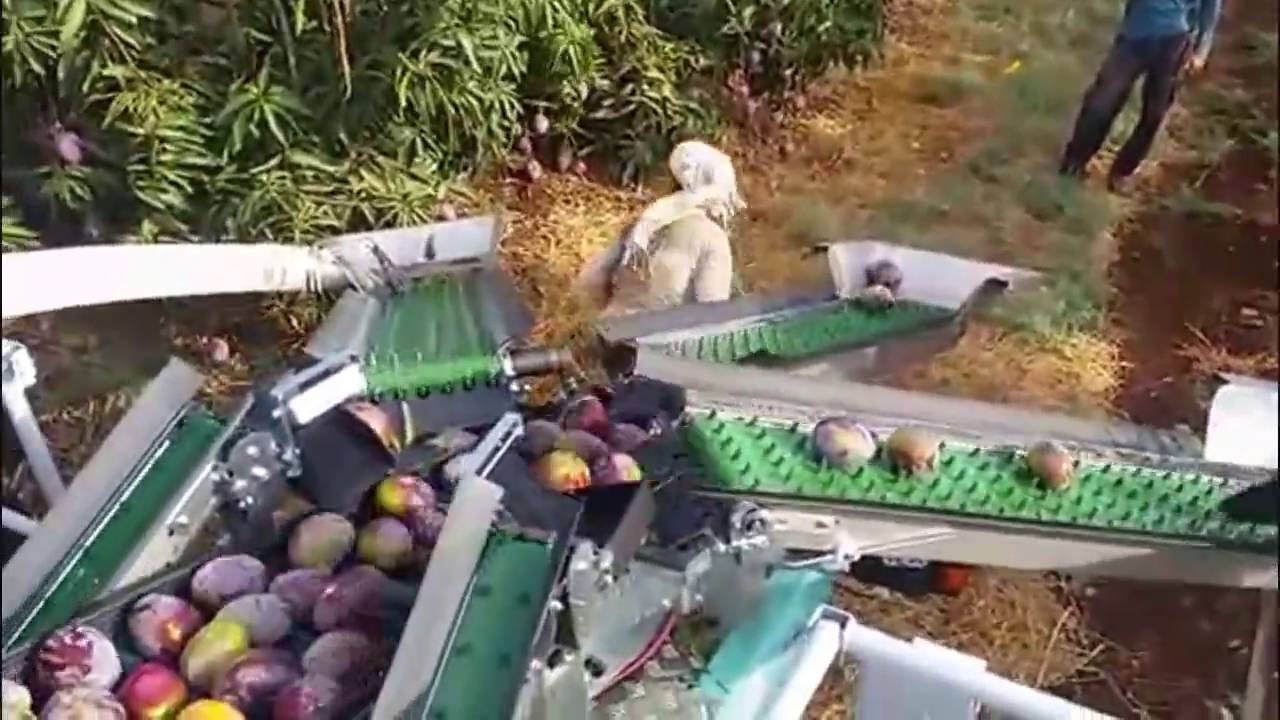 Frumaco Europe - Mechanical mango picking