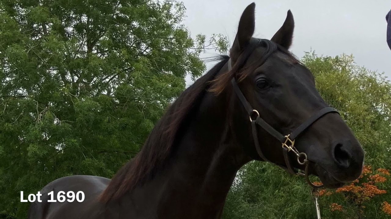 Farhh Colt
