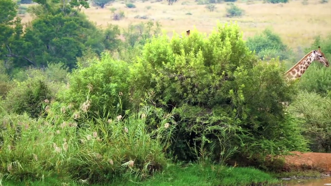 Unbelievable Footage: Giraffes in Their Natural Habitat