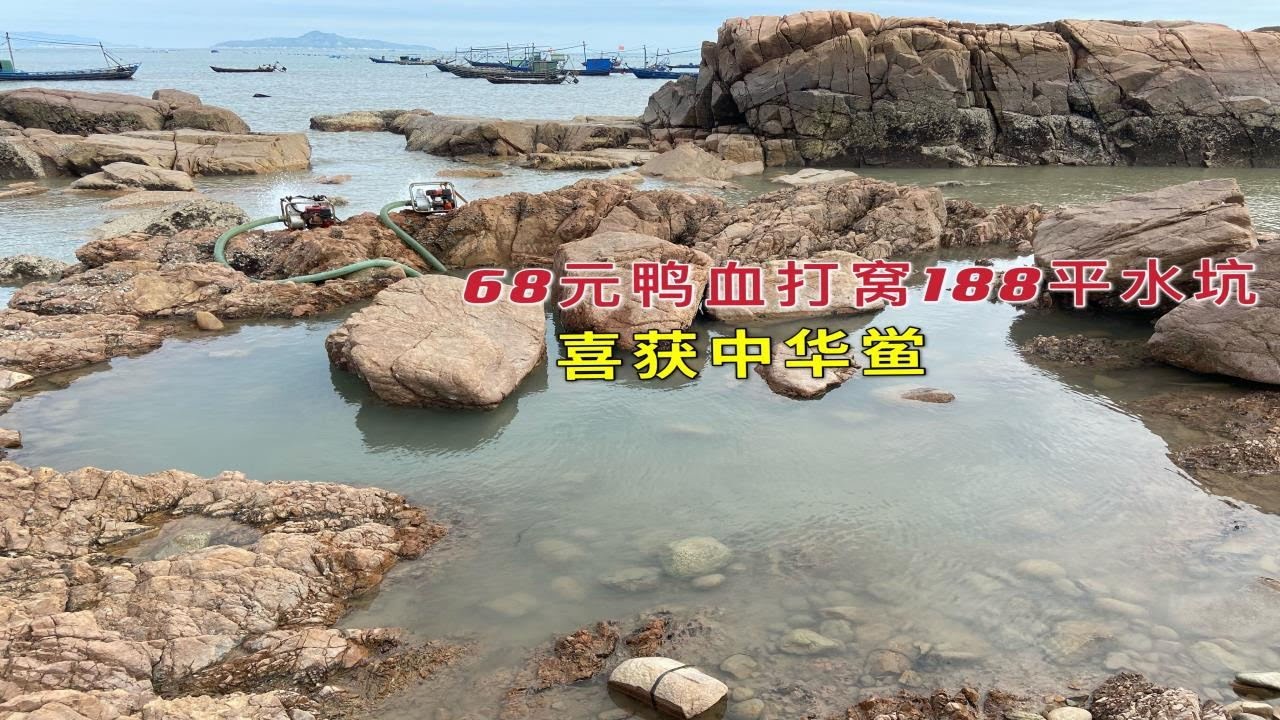 【阿向赶海】 鸭血打窝188平水坑 喜获和恐龙同时代的史前生物 太珍贵只能放生