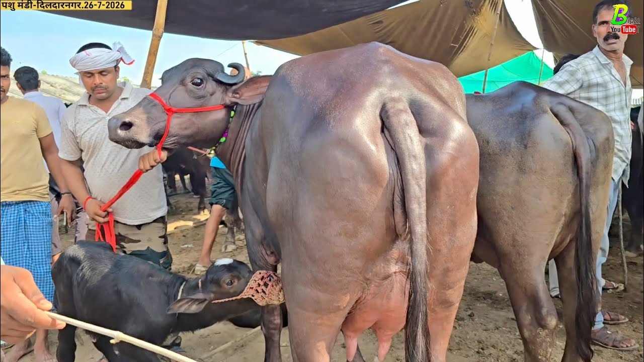 रविवार के दिन यहा से सस्ती दुध की भैंस खरीदने के लिए बडे दुर-दुर से लोग पहुंच रहे हैं | Bhains Mandi