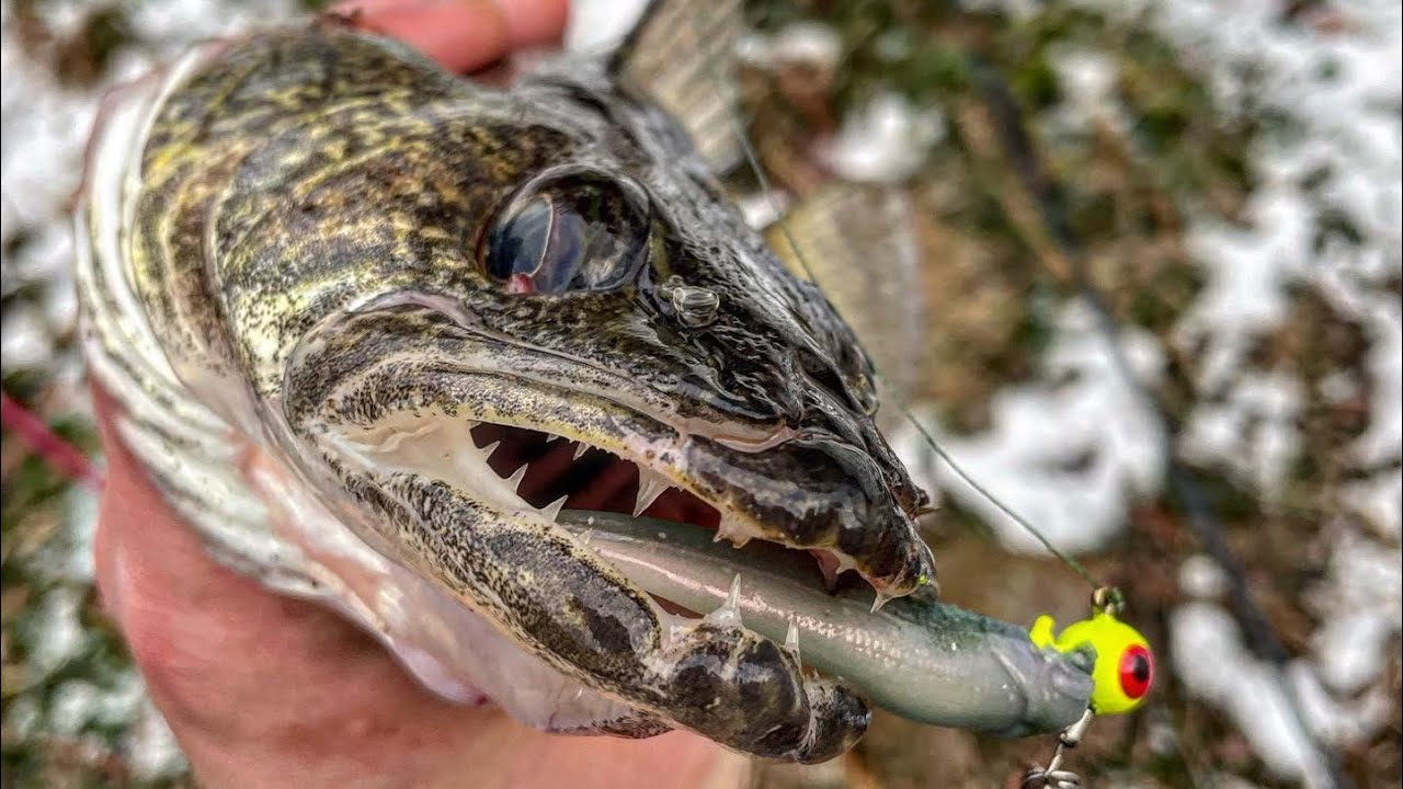 Spillway Saugeye’s ( Ohio )