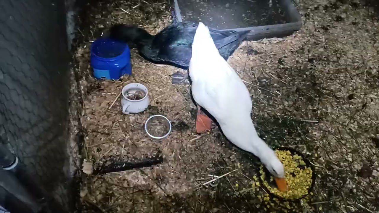 Winters Evening Snowy Update...🫶🏼🦆🫶🏼... Video 2/2