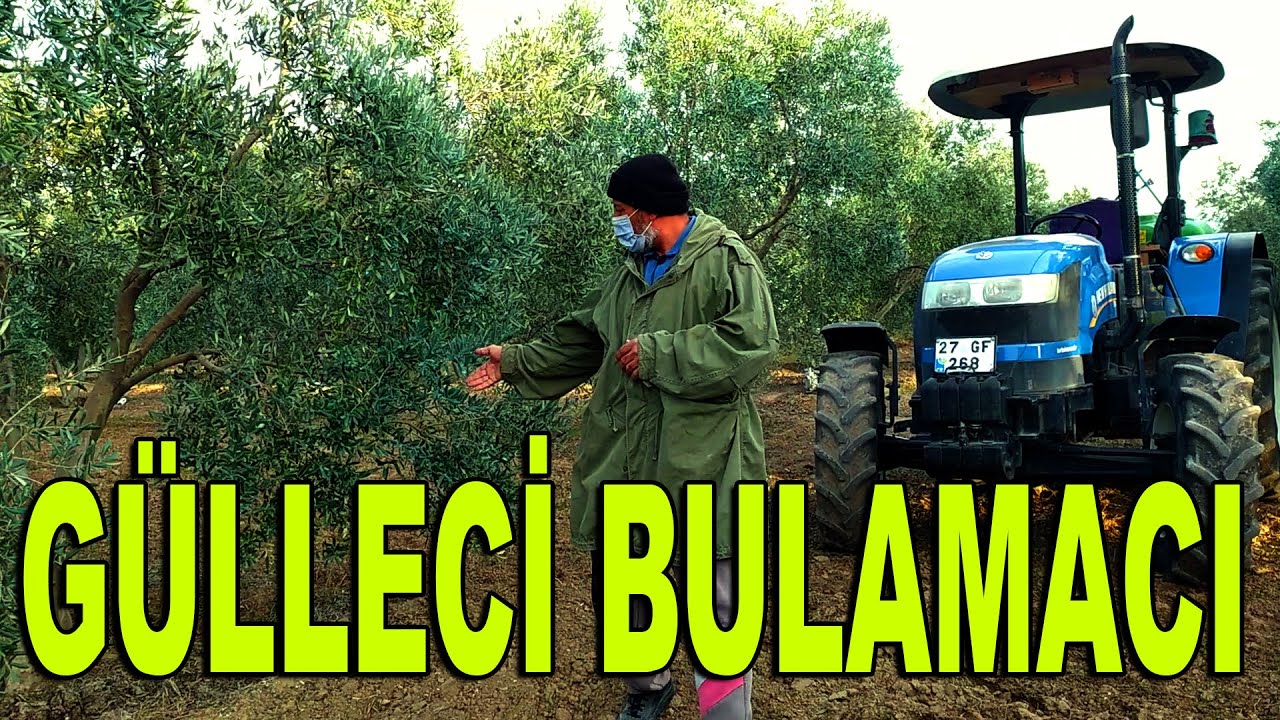 Neden Gülleci Bulamacı? || Pamuklu Bit || Zeytin Bakım Uygulamalarım